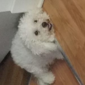 Meet your Posher, Daniel